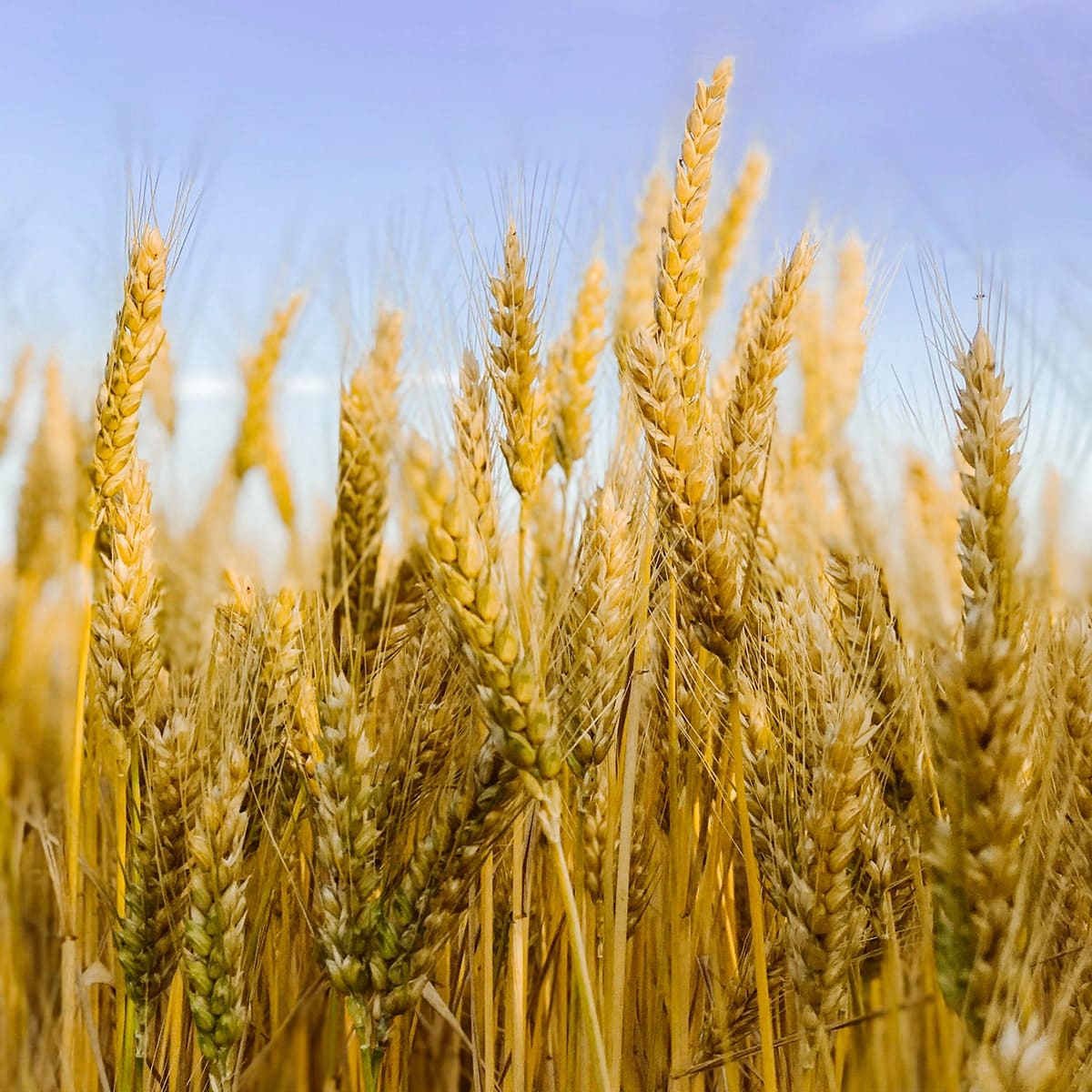 Wheat Zoomer Food Sensitivity Test-min