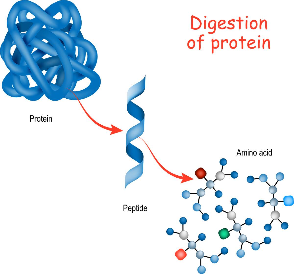 Zoomer Peptide Protein