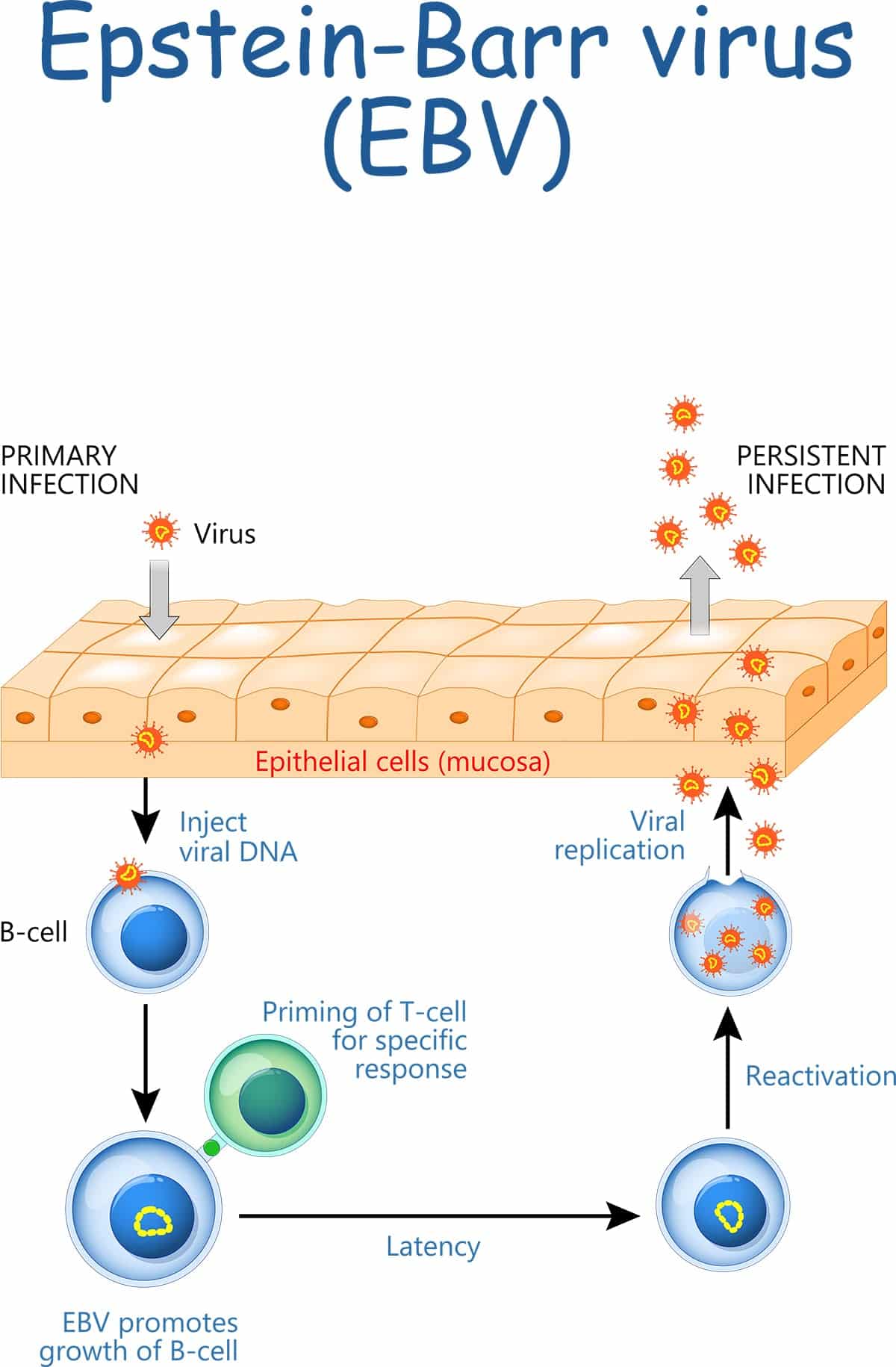 Epstein Barr Virus Ebv Acute Infection Antibodies Test Smartly Labs