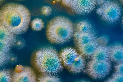 Fungal Antibodies Zoomer