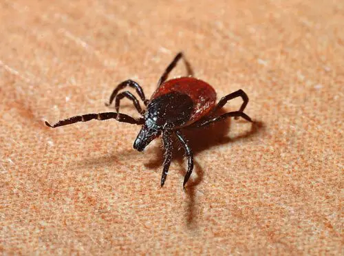 Tickborne Diseases Zoomer